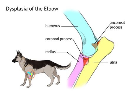 Elbow Dysplasia - Wellness Veterinary Hospital