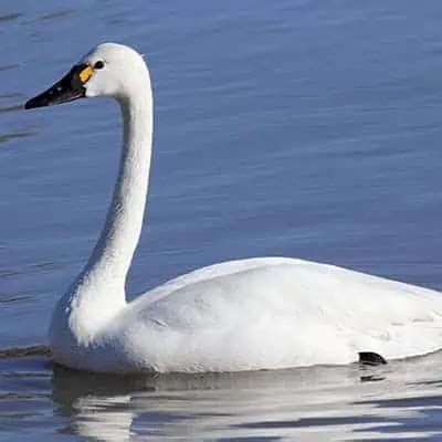 7 Swan Species & Swan Types (How to Identify) - Pond Informer