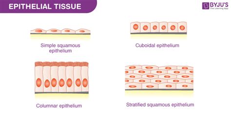 Difference between Simple and Compound Epithelium