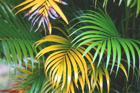 Outdoor Areca Palm Leaves Turning Yellow