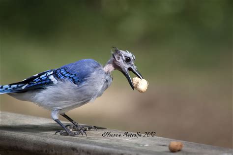 Nature Nut Lady: Bald-headed Blue Jay