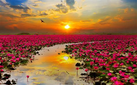 Lotus Flower Images Hd Wallpaper Download - GAMBAR BUNGA