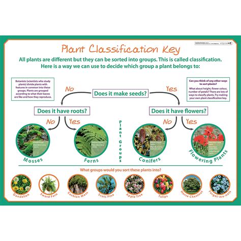 G1545255 - wildgoose Classifying Plants Poster | GLS Educational Supplies