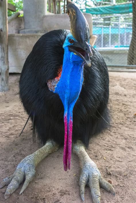 Why Are Cassowary Claws So Dangerous? - Our Planet