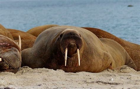 10 walrus facts for kids! - National Geographic Kids