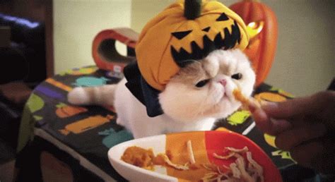 Cat Eating GIF - Find & Share on GIPHY