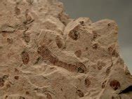 Fossils of Liaoning China