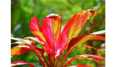 Top 10 House Plants With Red Leaves