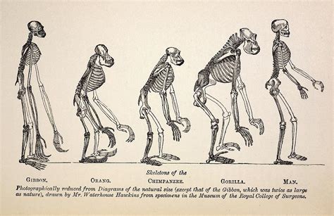 1863 Huxley From Ape To Man Evolution Photograph by Paul D Stewart - Pixels