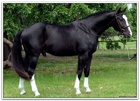 Escapade is a Hanoverian stallion standing at Barrington Hill. | Black ...