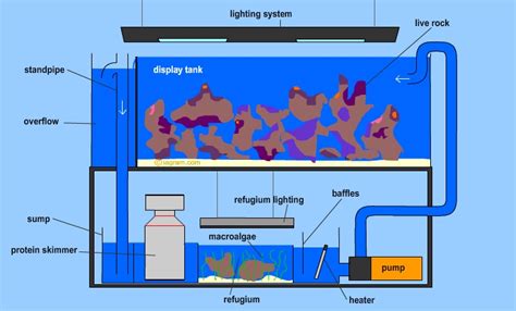 Diagram of a modern reef aquarium with sump and refuge | Reef Builders ...