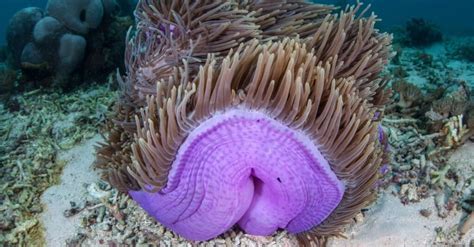 10 Incredible Sea Anemone Facts - A-Z Animals