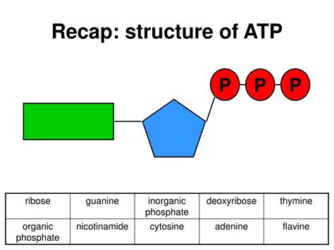 Atp Diagram Labeled