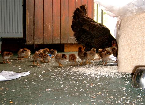 Chickens as pets: Which breeds to choose and how to look after these ...