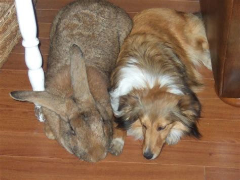 Flemish Giant Rabbits - The Ultimate Guide