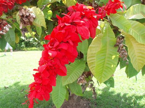 Chaconia - Warszewiczia coccinea, National Flower of Trini… | Flickr