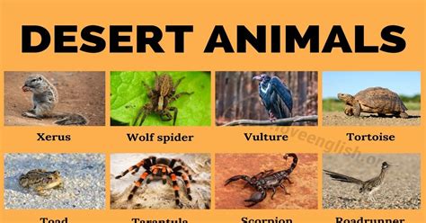 Desert Animals Chart