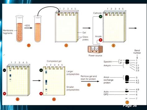 Polyacrylamide gel electrophoresis