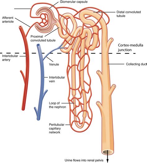 Nephron Reabsorption Diagram