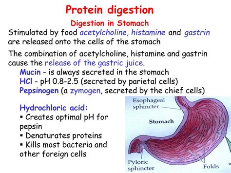 Protein Digestion Energy at Kevin Ishee blog