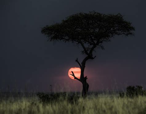 Sunset caught in a tree over the Kenyan savanna. 3600 x 2798 pixels : r ...