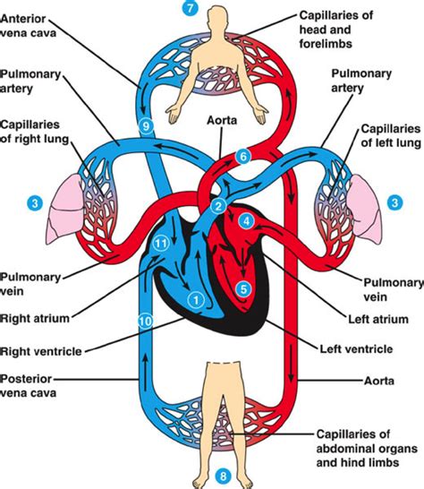 Cardiovascular System - The Heart Foundation