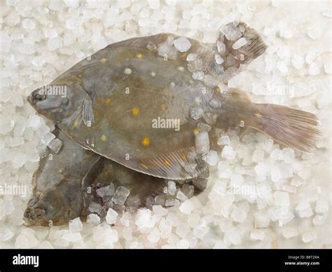 Dab Fish on ice Stock Photo - Alamy