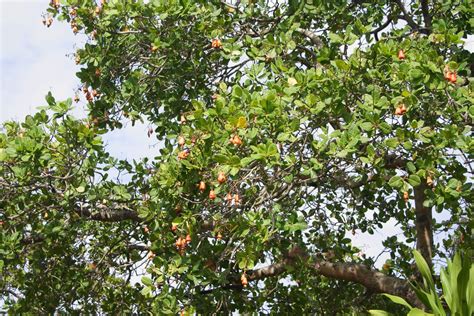 File:Anacardium occidentale tree and fruits Bunaken.JPG