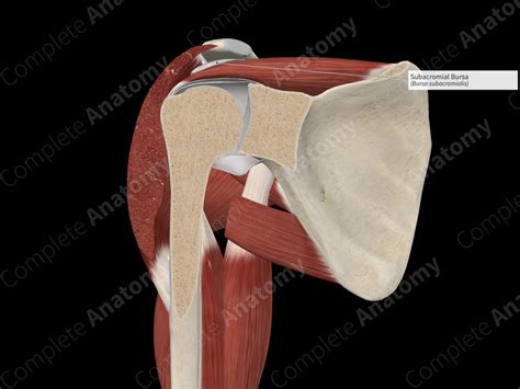 Subacromial Bursa | Complete Anatomy