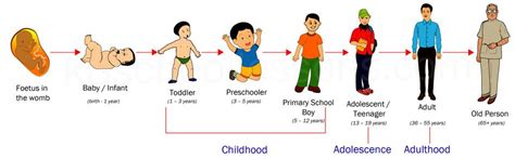 Human Life Cycle | Stages of Human Life Cycle | Science for Kids ...