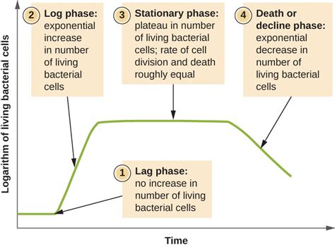 Bacterial Growth Curve: Definition, Phases and Measurement