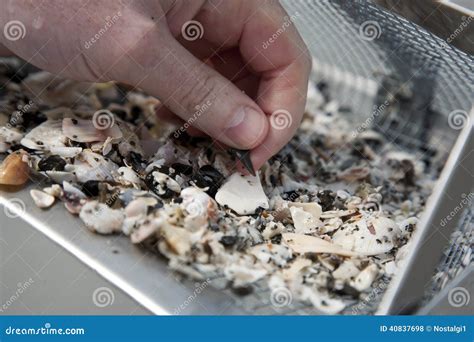 Hunting for Shark Teeth on Venice Beach Florida Stock Photo - Image of ...