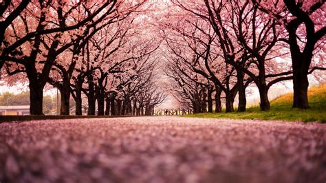 Cherry Blossom HD Wallpaper (71+ images)