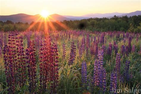 New Hampshire wild Lupine, Sugar Hill, New Hampshire | New hampshire ...