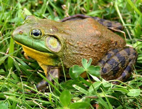 American Bullfrog (Lithobates catesbeianus) - Wiki; Image ONLY