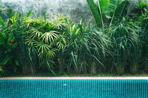 Want to know which are the Best Plants for Around Pools?