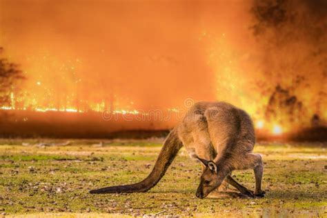 137 Australian Bushfire Kangaroo Stock Photos - Free & Royalty-Free ...