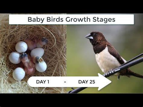 Baby Birds Growth Stages 1 to 25 day | From Egg to Adult - YouTube