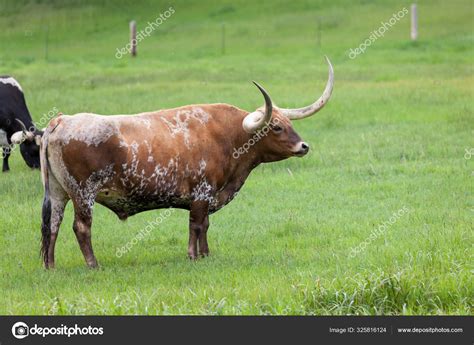 Texas Longhorn Cattle — Stock Photo © tamifreed #325816124