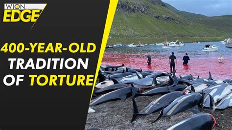 1500 dolphins killed in largest massacre in Faroe Islands, Denmark ...