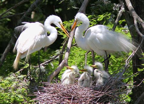 It’s For The Birds | Duncannon Appalachian Trail Community