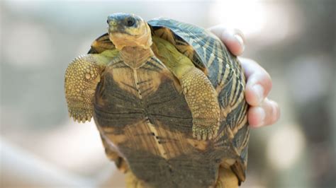 The Top 6 Smallest Tortoise Species For Your Home – The Turtle Hub