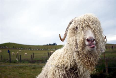 A great yarn about mohair - The Farmer Magazine