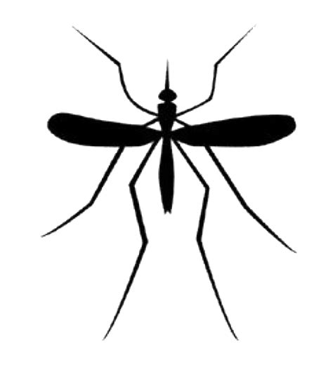 Free Mosquito Transparent Background, Download Free Mosquito ...