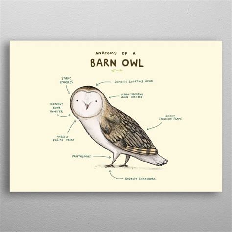 Anatomy Of An Owl - Anatomical Charts & Posters