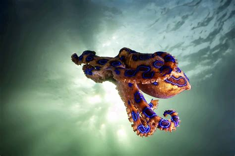 Greater Blue-Ringed Octopus - OctoNation - The Largest Octopus Fan Club!