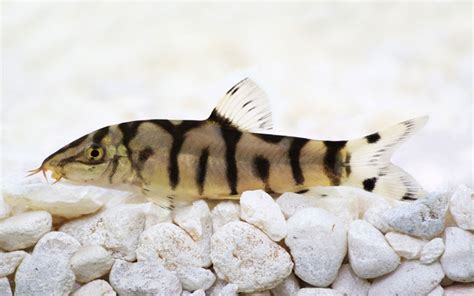 10 Loach Species for Your Aquarium (With Pictures) - AquariumNexus