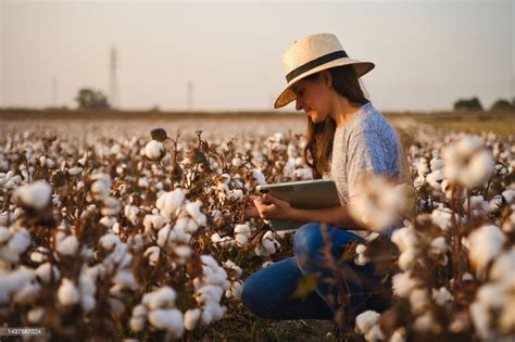 Enhancing The Cotton Farming Efficiency in India - CityofTips