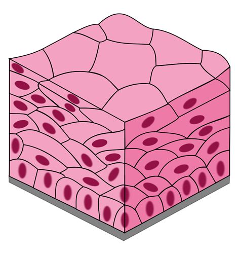 Stratified Squamous Epithelium Diagram