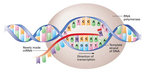 Mrna Transcription Diagram